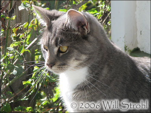 Kitten thinks, "Meo!"